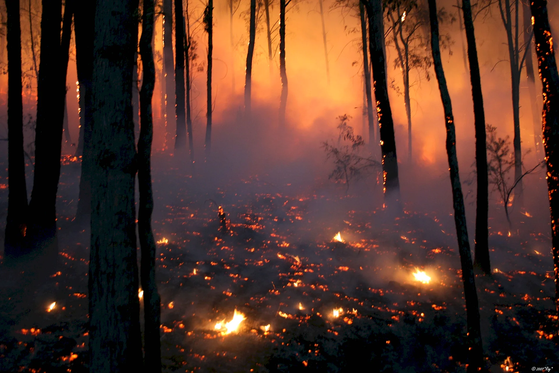 Сгоревший лес
