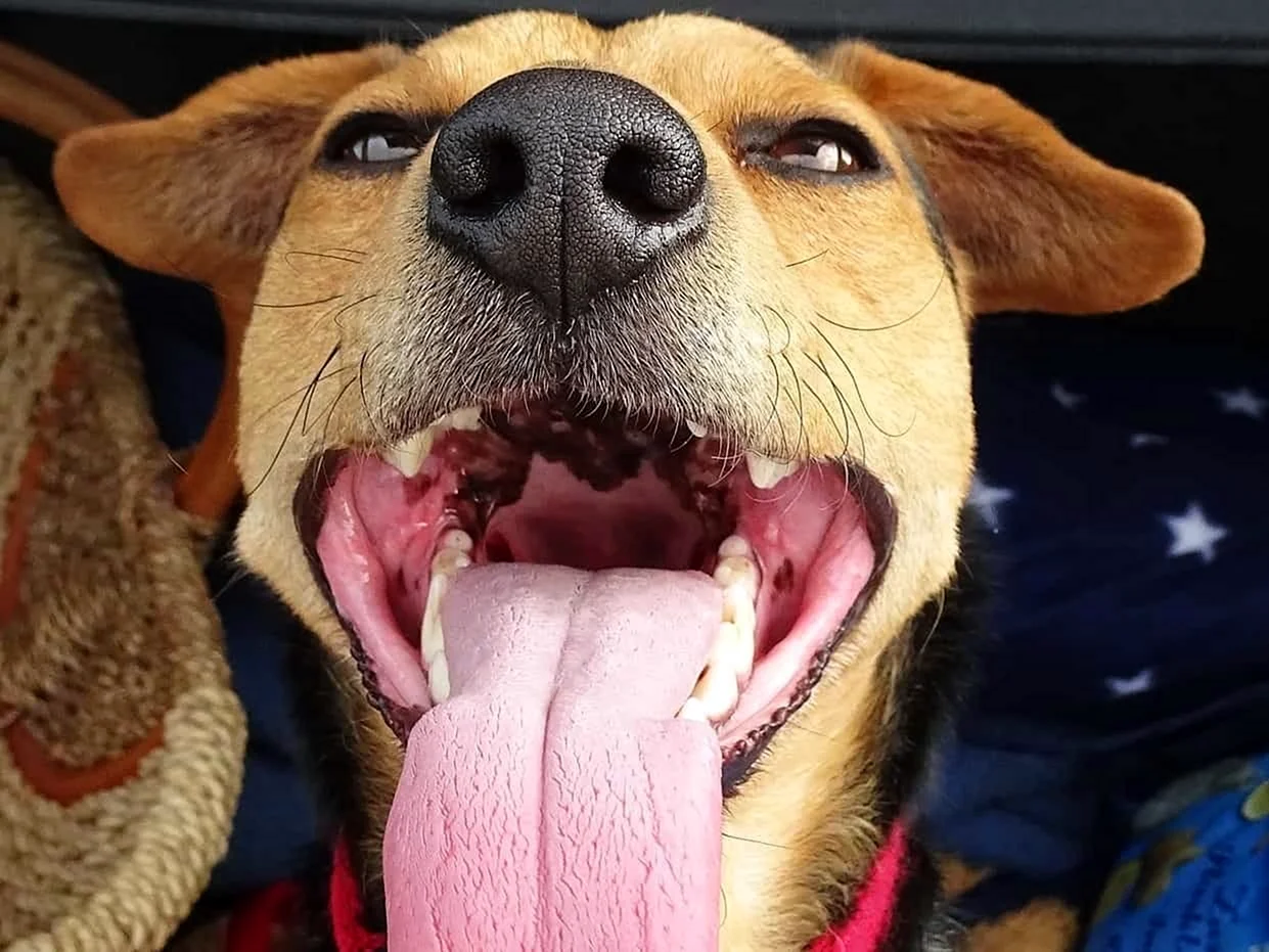 Собачка с высунутым языком