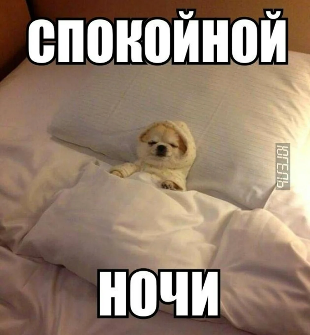 Собака в кровати Мем