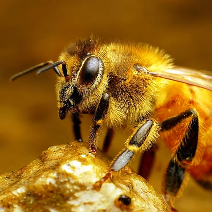 Среднерусская Лесная пчела