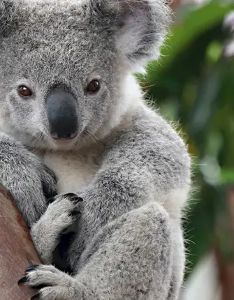 Сумчатые животные Австралии коала