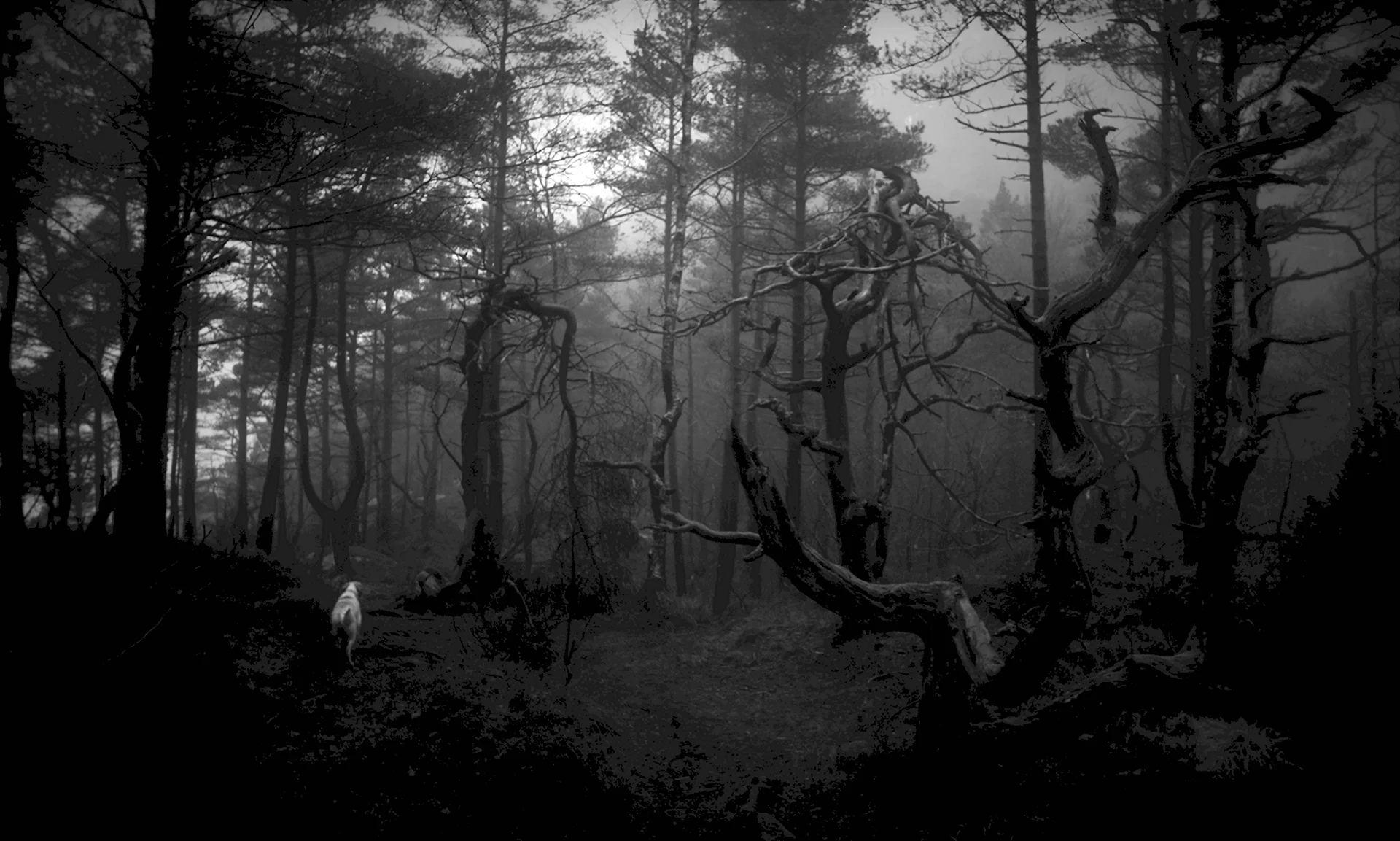 Тёмный лес 2003