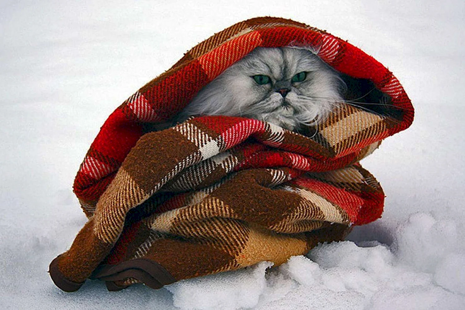 Тепло одетый кот