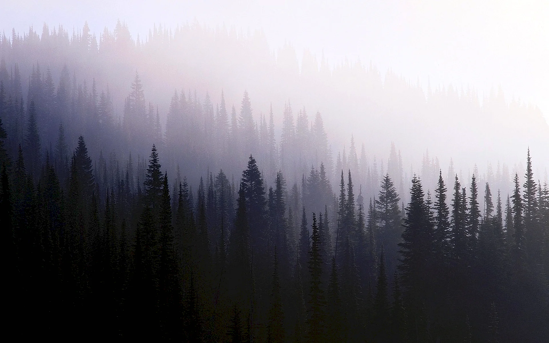 Туманный лес Eco 9-4