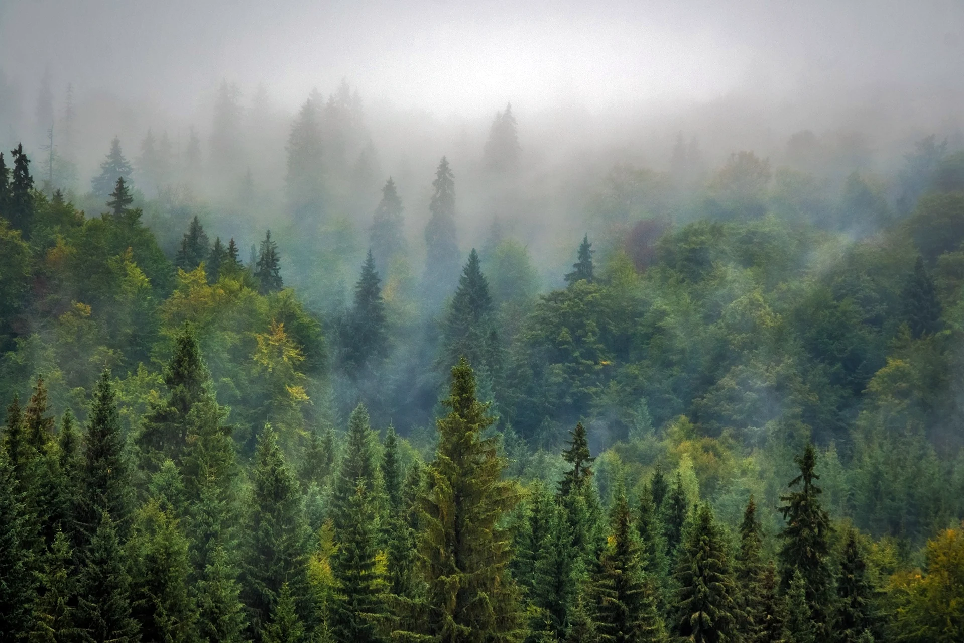 Туманный лес Трансильвании
