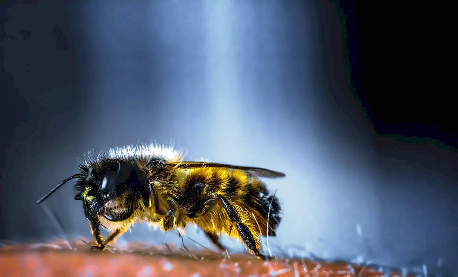Украинская Степная пчела