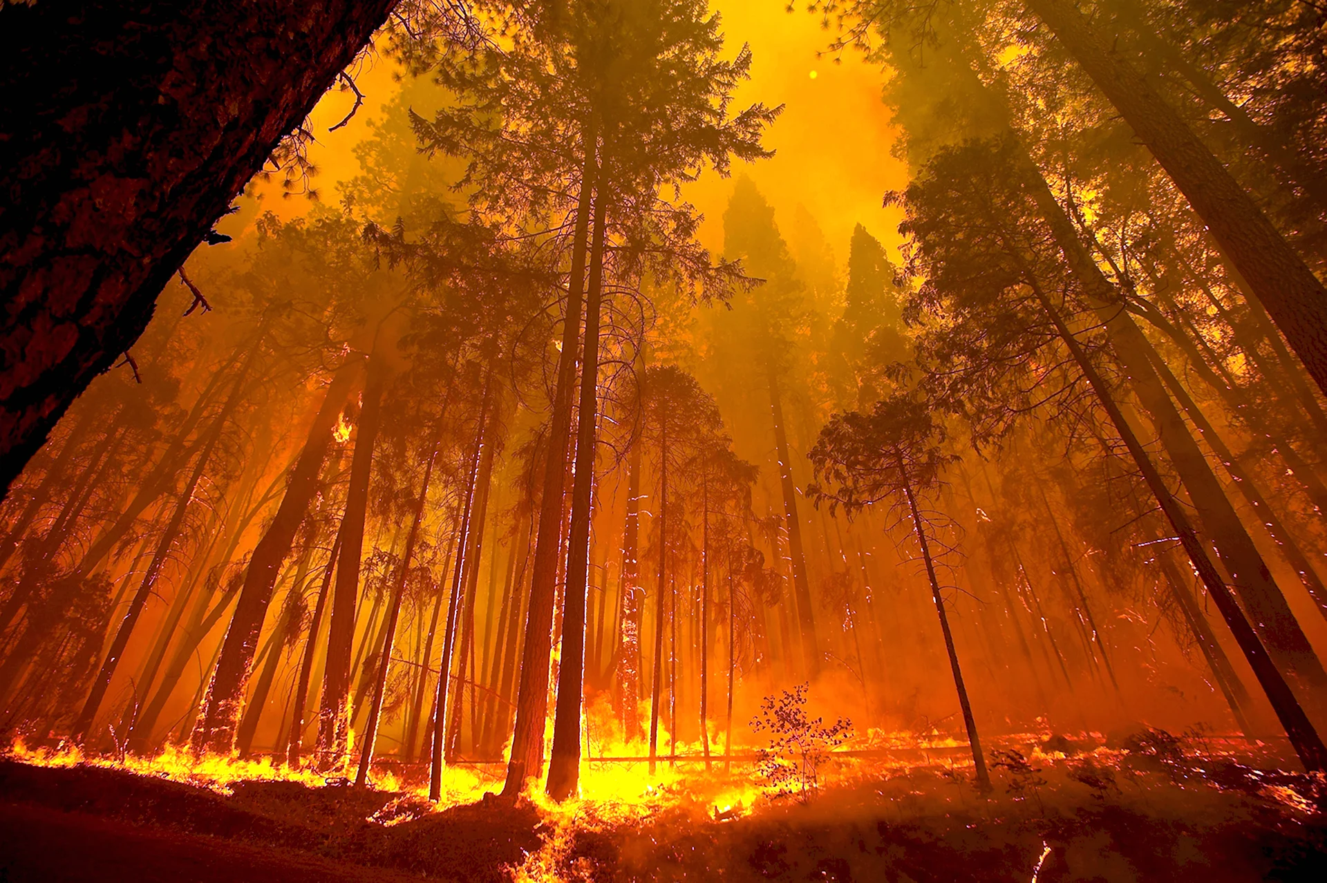 Вереск Forest Fire