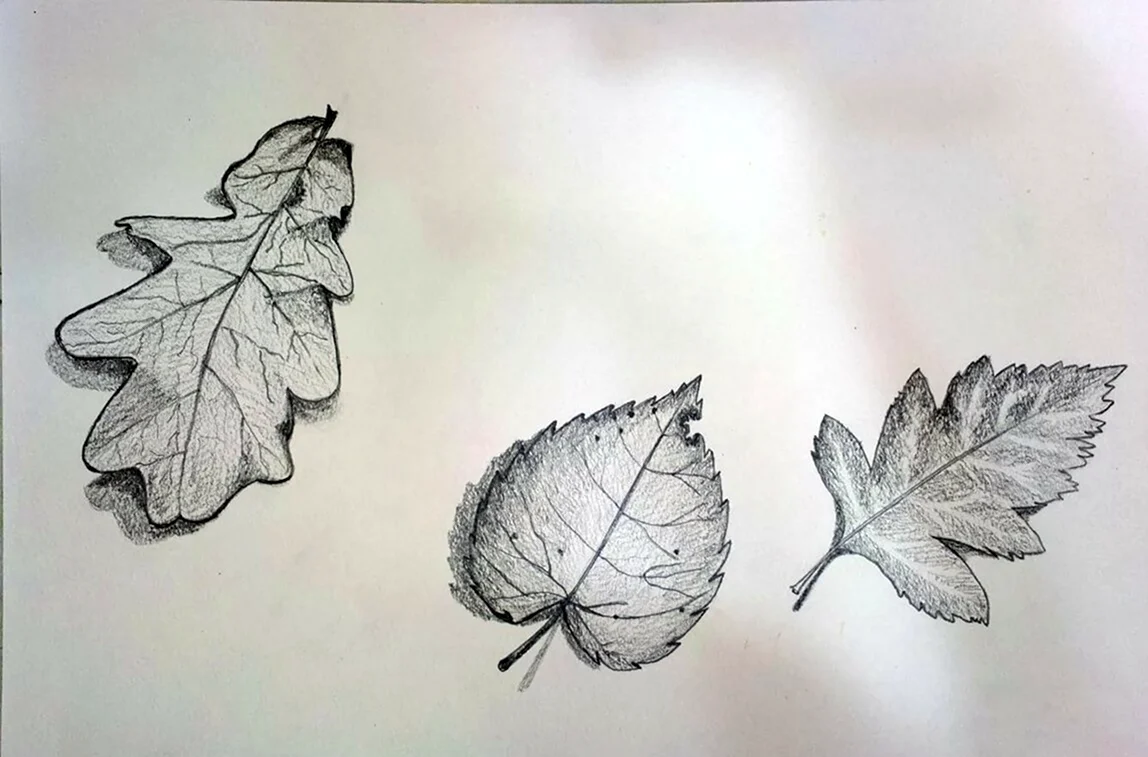 Зарисовки листьев