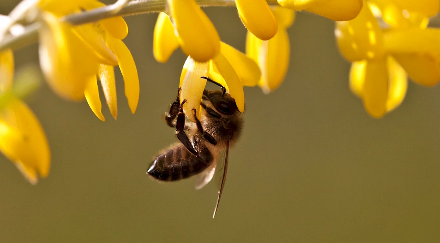 Желтая Акация с пчелой