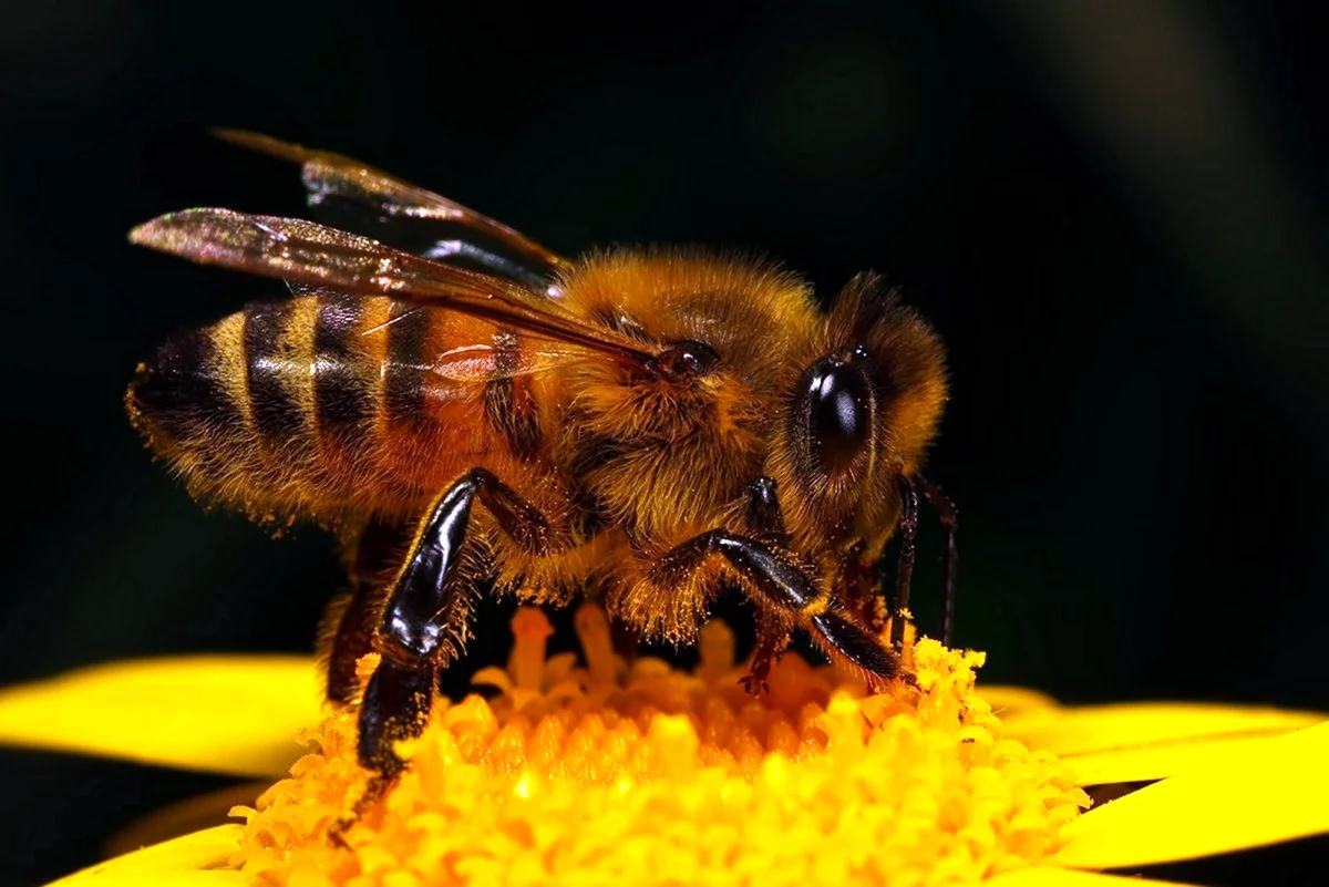 Желтая Долинная Кавказская пчела