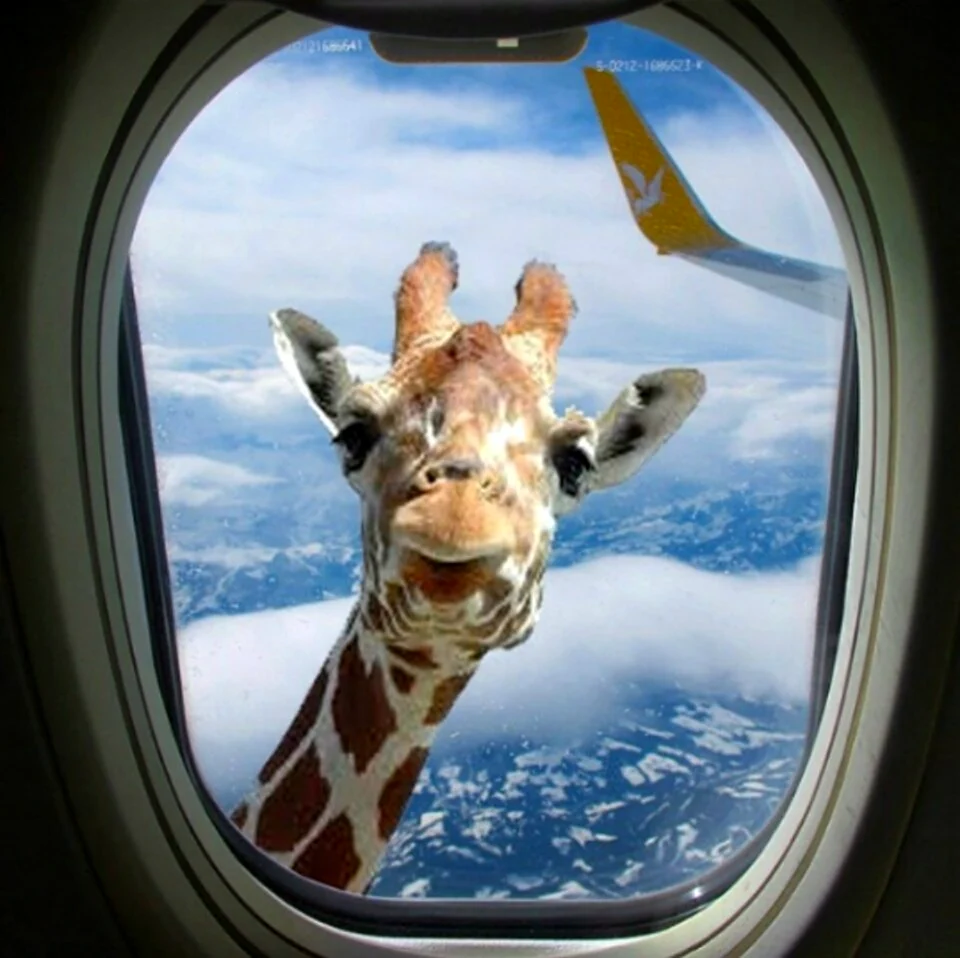 Жираф заглядывает в иллюминатор