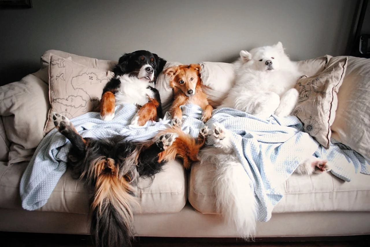 Животные на диване