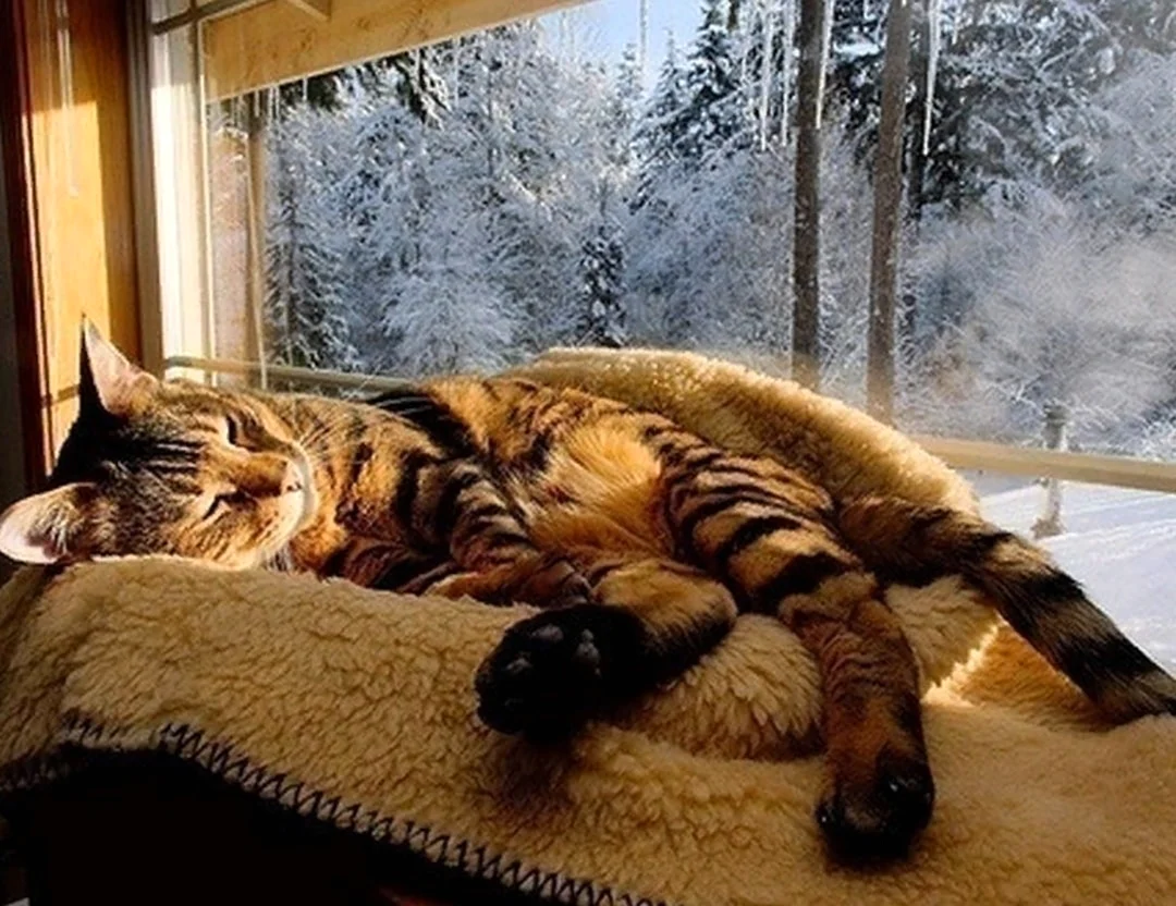 Зима уют кот