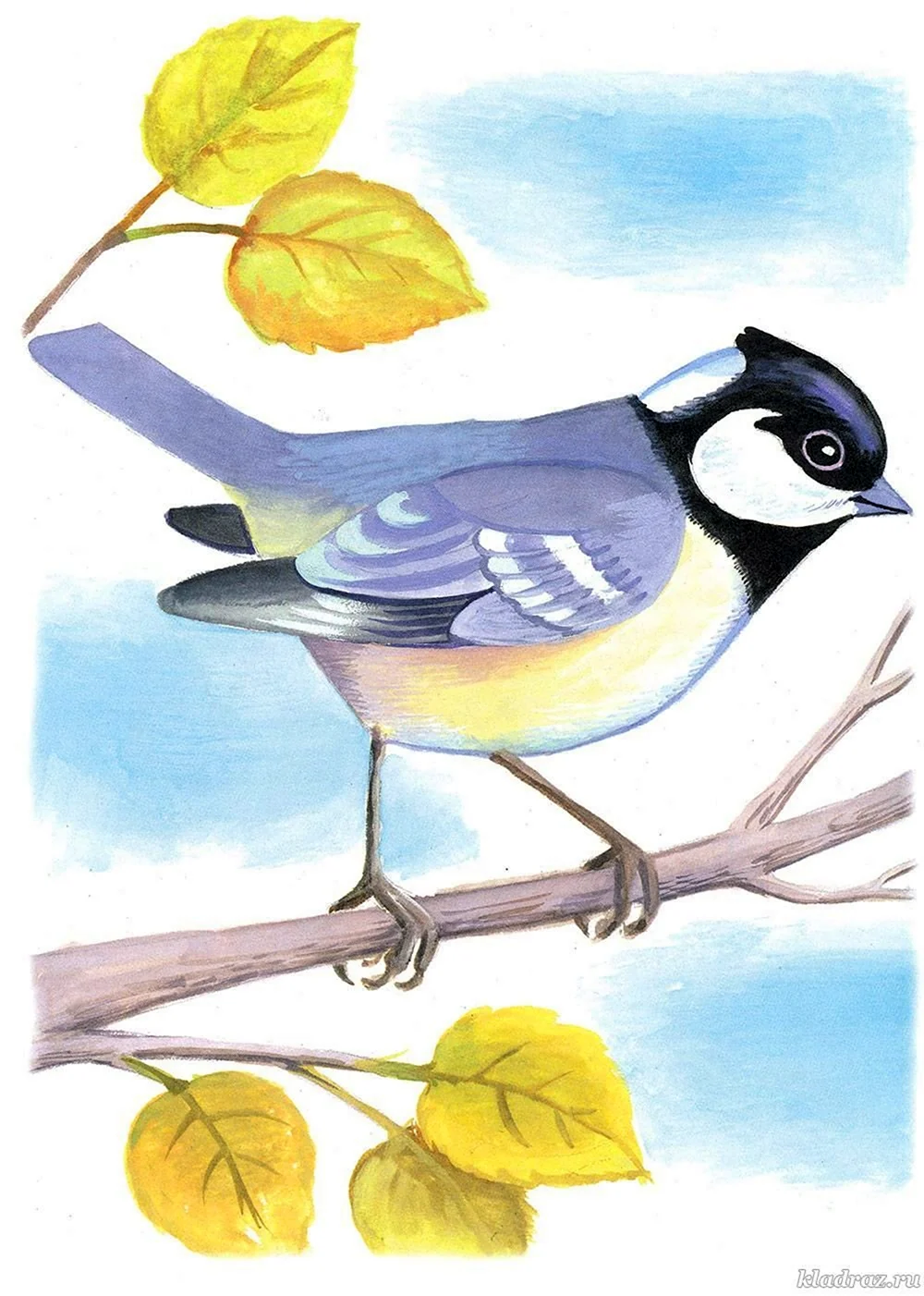 Зимующие птицы синичка для детей
